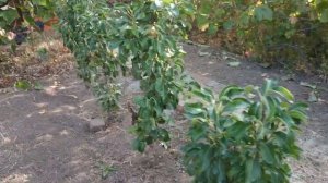 Груша колоновидная. Columnar pear Pear Giant
