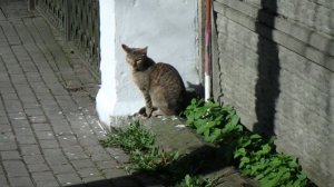 Кошка