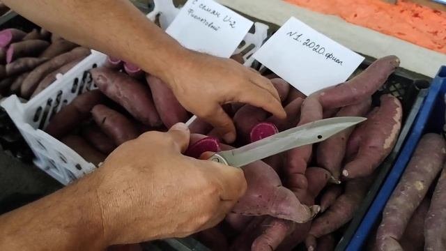 Батат. Часть 2 - обзор фиолетовых сортов.