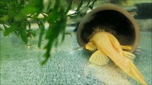 нерест альбиноса анциструса.mp4