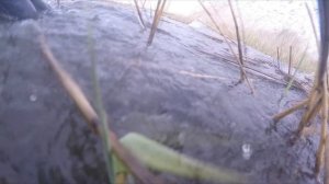 Что творят в нерестовый запрет подводные охотники в Ярославской области.