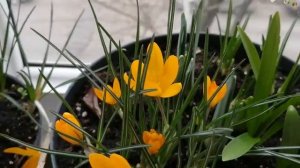 Цветение крокусов и подснежников (галантусов) в горшке дома на балконе.