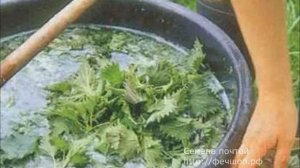 Весенняя подкормка малины