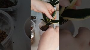 Сансевиерия Пагода стриата вариегатная