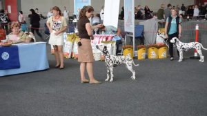 WAFDAL 2013 Puppy (Puppy class - male, female)