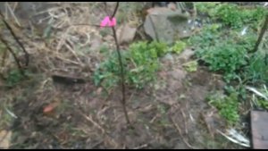 Как правильно посадить яблоню?  Посадка яблонь сорта спартан и орлик. 24.04.2021.