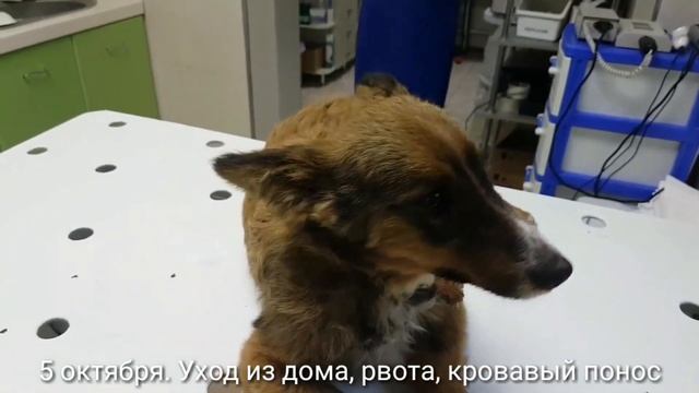 Энтерит у собаки. Агония.