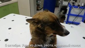 Энтерит у собаки. Агония.