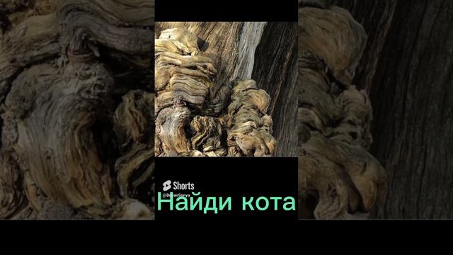 Найди кота