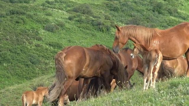 У жеребца большое потомство