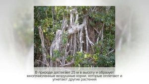 Как сформировать крону и ствол ДЕНЕЖНОГО ДЕРЕВА | БОНСАЙ из ФИКУСА Микрокарпа Гинсенг