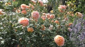 Леди оф Шалот в Сибирском саду.