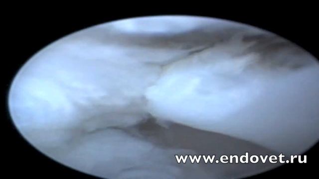 Разрыв мениска, удаление, артроскопия у собаки смотреть онлайн