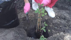 Клематис посадка и уход. Как сажать клематис