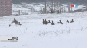 Волгоградцам рассказали, как в ВолГУ зимуют куропатки
