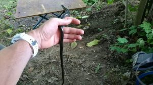 Веретеница ломкая или безногая ящерица. Молдова,ПМР.