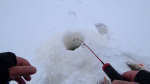 Зимняя рыбалка. Жор окуня! Кабаны не лезут в лунку!