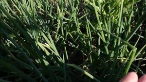 Луковые хлопоты в июле:подкормка лука,полив,обработка лука от болезней.Когда  пора убирать лук?