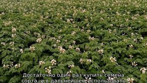 Картофель Джувел