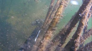 Подводная охота с арбалетом Salvimar VooDoo  60 в реках