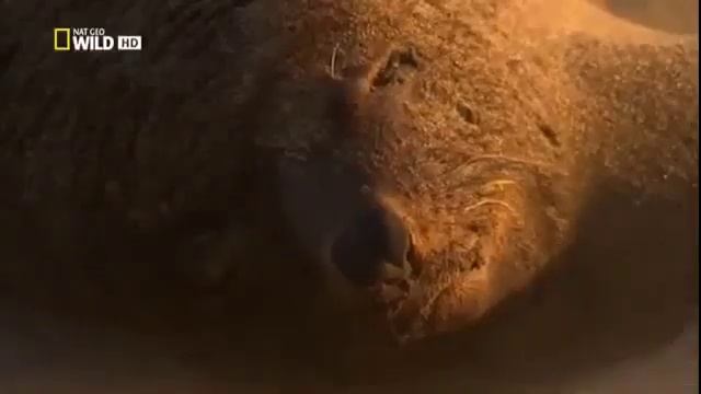 Дикая лошадь Пустыня намиб смотреть онлайн