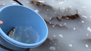 Нерест сельди на Сахалине | ловлю ведром :)