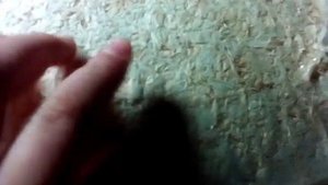 Первые покупки для хомяка !! /SHUSHIK LIFE