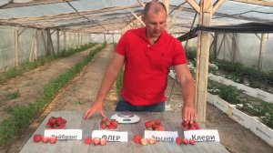 Видео обзор сортов клубники - Вайбрант, Флер, Ельсанта, Клери.