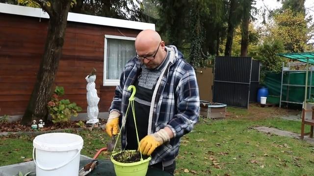 Клубника.Осенняя обрезка клубники.Огород Баварский. смотреть онлайн