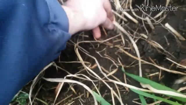 Minelab Safari.Тестовые испытания в грунте.Тест.Обзор детектора.Эксперимент с гвоздем