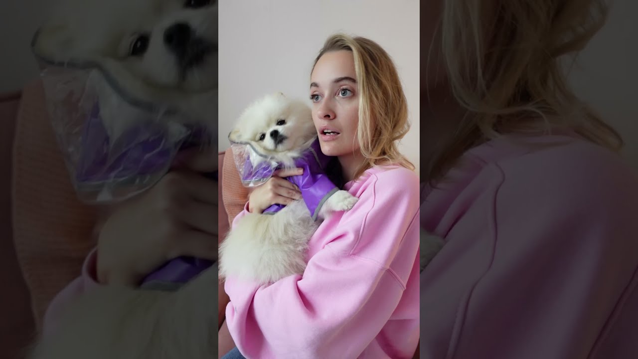 Маша не хозяйка. Касси собака. Cassythebear. Касси собака из тик тока. Касси собачку Касси.