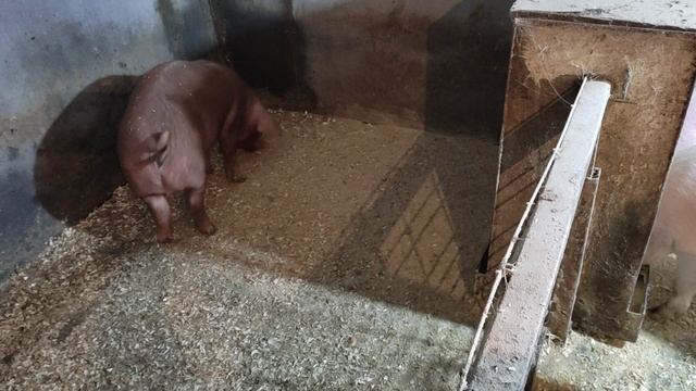 Таких как я свиноводов 99,9%??? смотреть онлайн