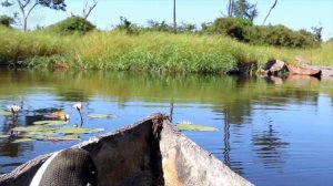 Через Секунду Нападет Бегемот! После Этого Видео, Вы Будете Держаться от них Подальше!