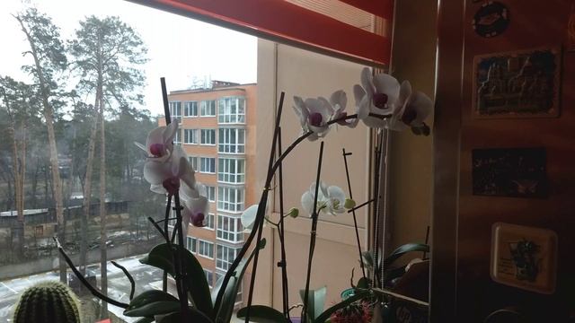 Как снимает камера Moto Z2 Play смотреть онлайн