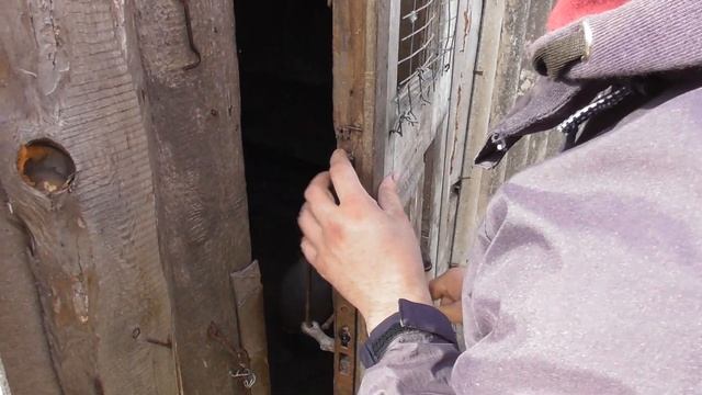 У Сергеича определяем где Голубь или Голубка смотреть онлайн