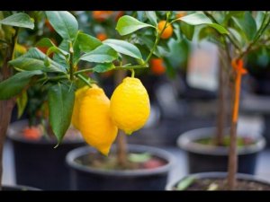 Как вырастить Лимон на Подоконнике Дома