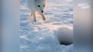 Baby Arctic Fox Steals Mans Fish