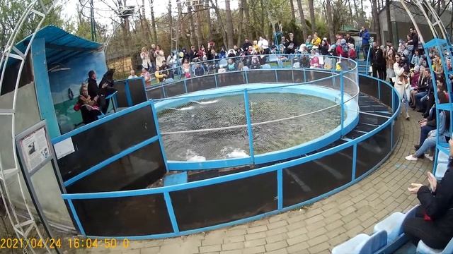 ВЫСТУПЛЕНИЕ МОРСКИХ КОТИКОВ смотреть онлайн