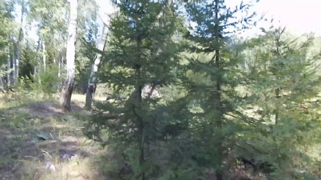 СКАЗОЧНЫЕ ДЕБРИ, ГДЕ ОБИТАЕТ МАНГАЛИЦА.  БЕГИТЕ ИЗ ГОРОДОВ!!!  ТВОРИТЕ СВОЮ СКАЗКУ...