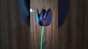 Tulipa Single Late "Queen of Night". Тюльпан Квін оф найт.