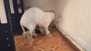 Стрижка шотландского котика. До и после./24 мая 2021/стрижка кошек.