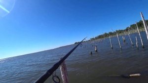 Ловля дикого КАРПА на ПОПЛАВОК. Как ловить КАРПА. Бешеный клев. карпфишинг 2021.  fishing.