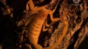 Animal Planet Насекомые Гиганты  Самые Опасные Насекомые  The World's Biggest And Baddest Bugs