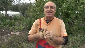 Абиссинка на грядке.
