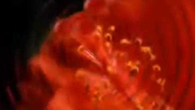 Как распускаются цветы! смотреть онлайн