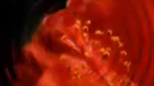 Как распускаются цветы!