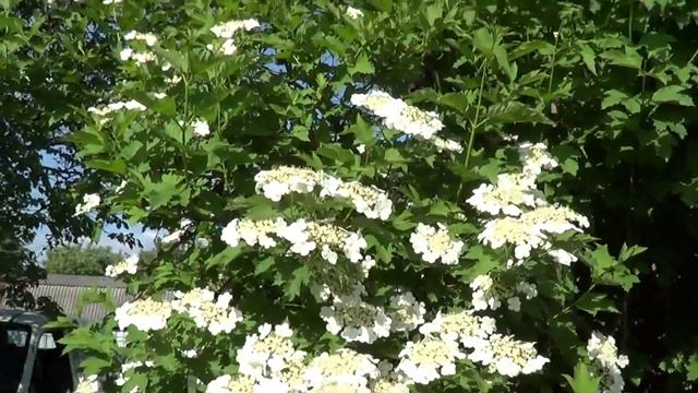 Орлики ( Аквилегия) -красивое и лечебное растение. смотреть онлайн