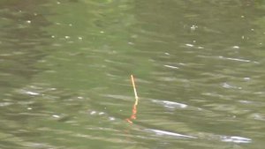 РЫБАЛКА на БОЛОТЕ или 100% РЕДКИЙ КРАСНЫЙ КАРАСЬ