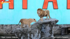 ВВЕРХ НА СКАЛУ! Король лев в реальности. Тайган.