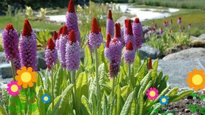 Примула виаля, орхидная. Краткий обзор, описание характеристик, где купить саженцы